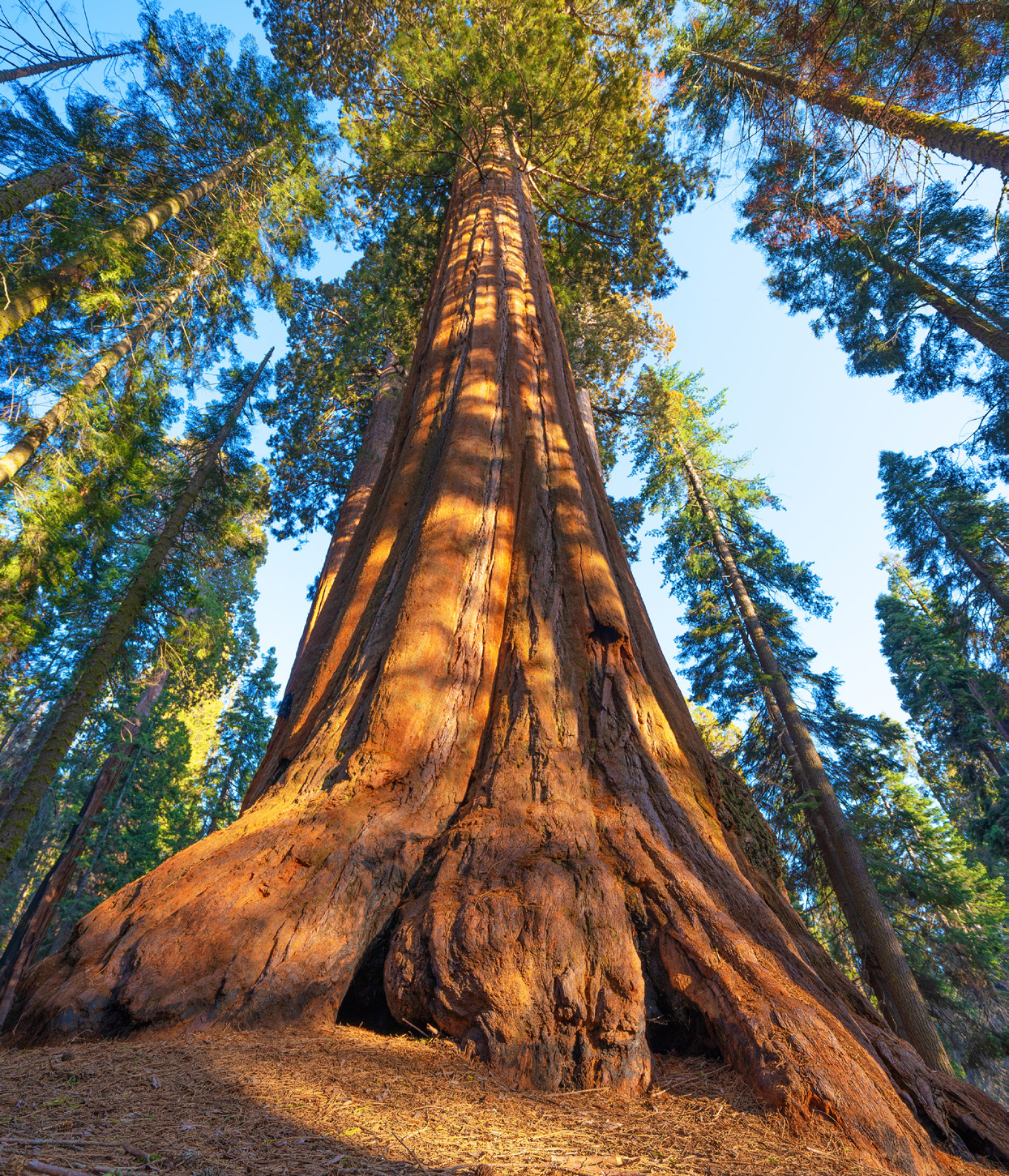 sequoies EscolesCoop